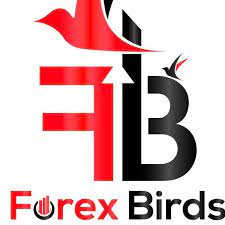 Forex Birds review